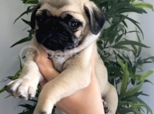 Pug Mops Yavrularimiz Tesli̇me Hazir görsel