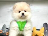 Birbirinden Güzel Pomeranian Yavrular