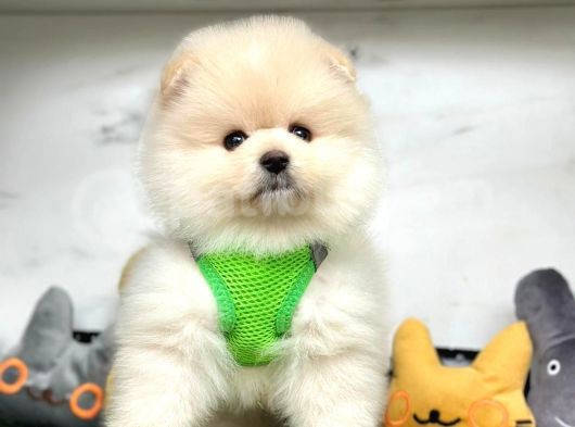 Birbirinden Güzel Pomeranian Yavrular görsel