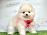 Birbirinden Güzel Pomeranian Yavrular