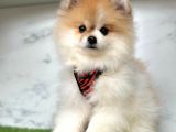 Birbirinden güzel pomeranian yavrular
