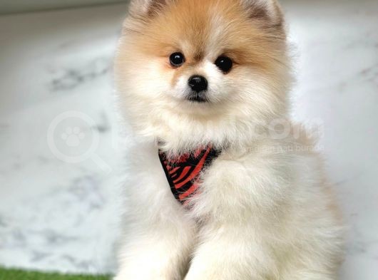 Birbirinden Güzel Pomeranian Yavrular