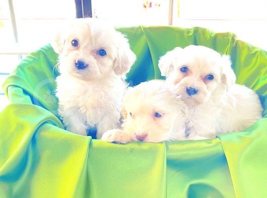 Kar Beyazı Maltese Terrier Bebekler