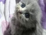 Britsh Ve Scotsh Yavrular