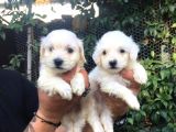 MÜKEMMEL MALTESE YAVRULAR