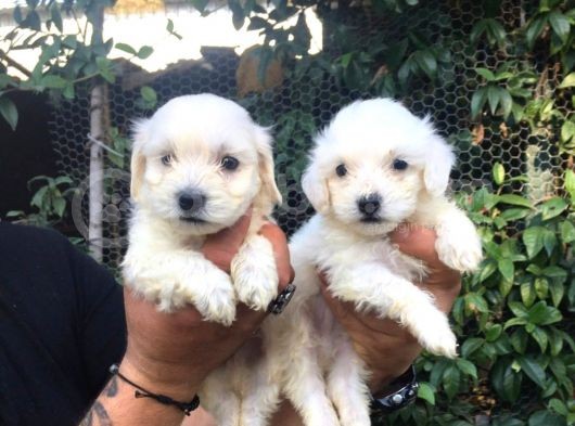 Mükemmel Maltese Yavrular