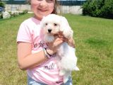 Maltese Terri̇er Yavrular