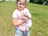 Maltese Terri̇er Yavrular