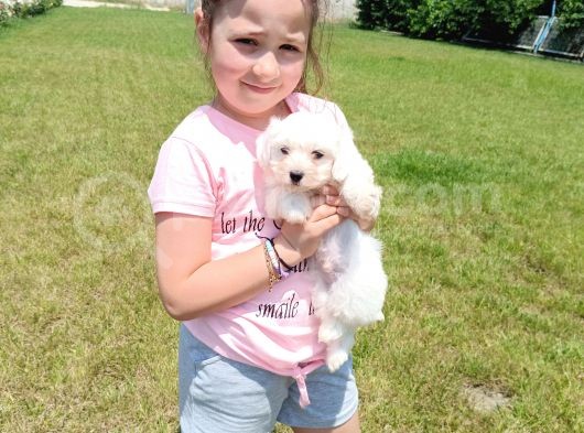 Maltese Terri̇er Yavrular görsel