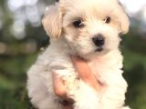 MALTESE TERRİER YAVRULAR