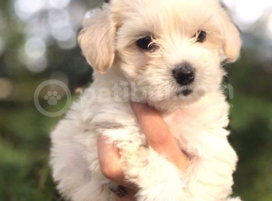 Maltese Terri̇er Yavrular
