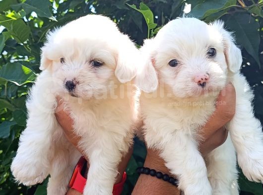 Irkinin En İyi̇si̇ Maltese Bebekler görsel