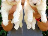 Irkinin En İyi̇si̇ Maltese Bebekler