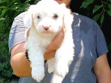 Irkinin En İyi̇si̇ Maltese Bebekler