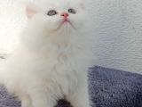 Güzel Bir Yuva Ciddi Alıcılar Lütfen