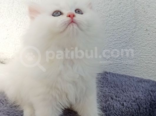Güzel Bir Yuva Ciddi Alıcılar Lütfen görsel
