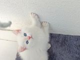 Güzel Bir Yuva Ciddi Alıcılar Lütfen
