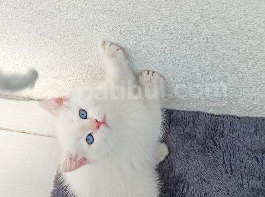 Güzel Bir Yuva Ciddi Alıcılar Lütfen görsel