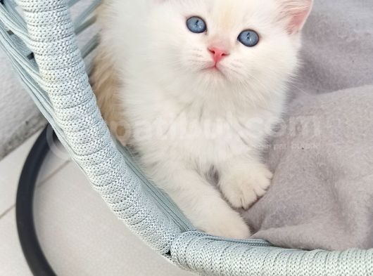 Güzel Bir Yuva Ciddi Alıcılar Lütfen görsel