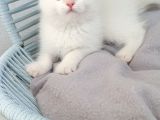Güzel Bir Yuva Ciddi Alıcılar Lütfen