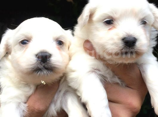 Mükemmel Maltese Yavrular görsel