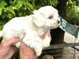 Mükemmel Maltese Yavrular