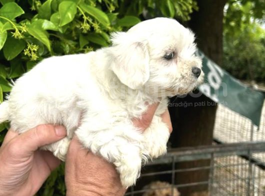 Mükemmel Maltese Yavrular görsel