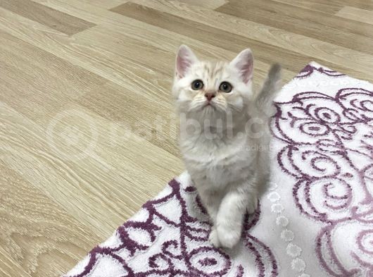 Silver Ve Lilac Yavru görsel