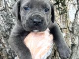 Görenleri Hayran Bırakacak Cane Corso Yavrular