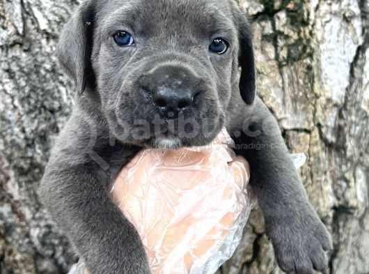 Görenleri Hayran Bırakacak Cane Corso Yavrular görsel
