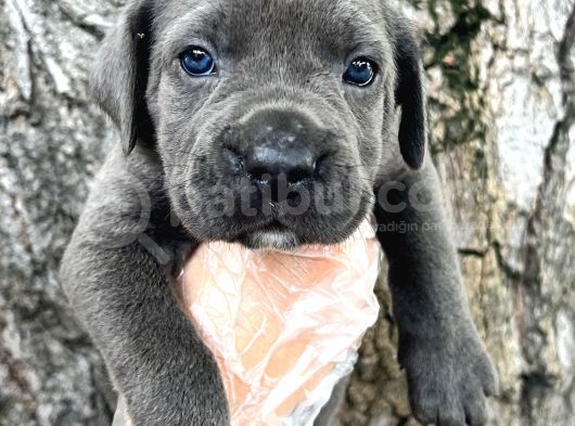 Görenleri Hayran Bırakacak Cane Corso Yavrular görsel