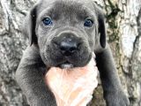Görenleri Hayran Bırakacak Cane Corso Yavrular