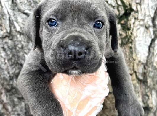 Görenleri Hayran Bırakacak Cane Corso Yavrular görsel