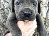Görenleri Hayran Bırakacak Cane Corso Yavrular