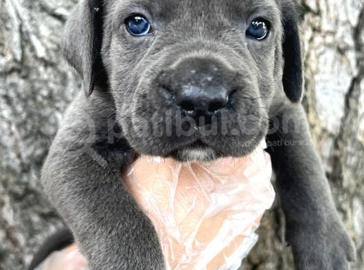 Görenleri Hayran Bırakacak Cane Corso Yavrular görsel