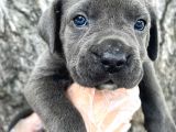 Görenleri Hayran Bırakacak Cane Corso Yavrular