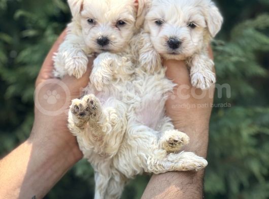 Bardak Boy Morkie görsel