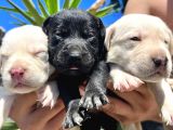 Labrador Retriever  Yavrularımız Bursa Türkiye Tüm İller Ve Avrupaya  Gönderim Mevcuttur