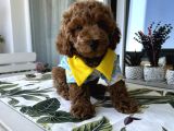 Bizim çocuklar poodle