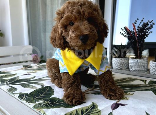 Bizim Çocuklar Poodle