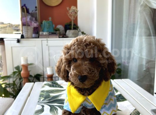 Bizim Çocuklar Poodle görsel