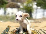 Mini Boy Sevimli Oğlumuz