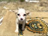 Mini Boy Sevimli Oğlumuz