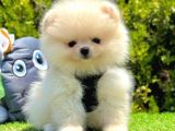 Safkan Pomeranian Boo Yavrularımız