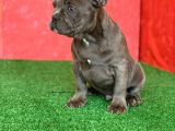 Muhteşem Güzellikte French Bulldog Blue Erkek Yavrumuz