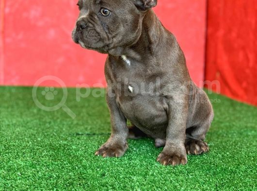 Muhteşem Güzellikte French Bulldog Blue Erkek Yavrumuz