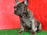 Muhteşem Güzellikte French Bulldog Blue Erkek Yavrumuz