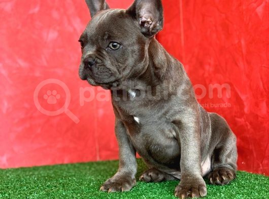 Muhteşem Güzellikte French Bulldog Blue Erkek Yavrumuz görsel