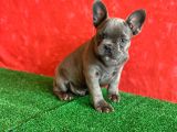 Muhteşem Güzellikte French Bulldog Blue Erkek Yavrumuz