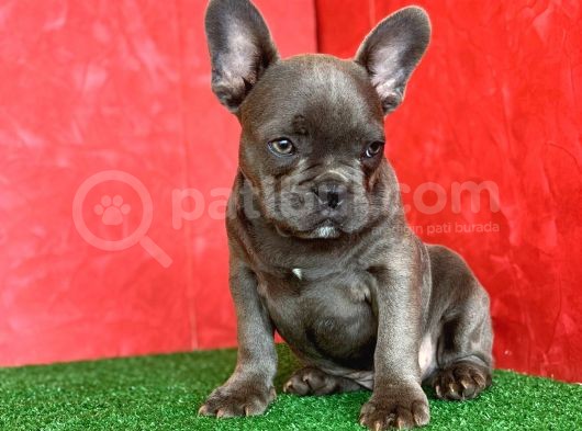 Muhteşem Güzellikte French Bulldog Blue Erkek Yavrumuz görsel